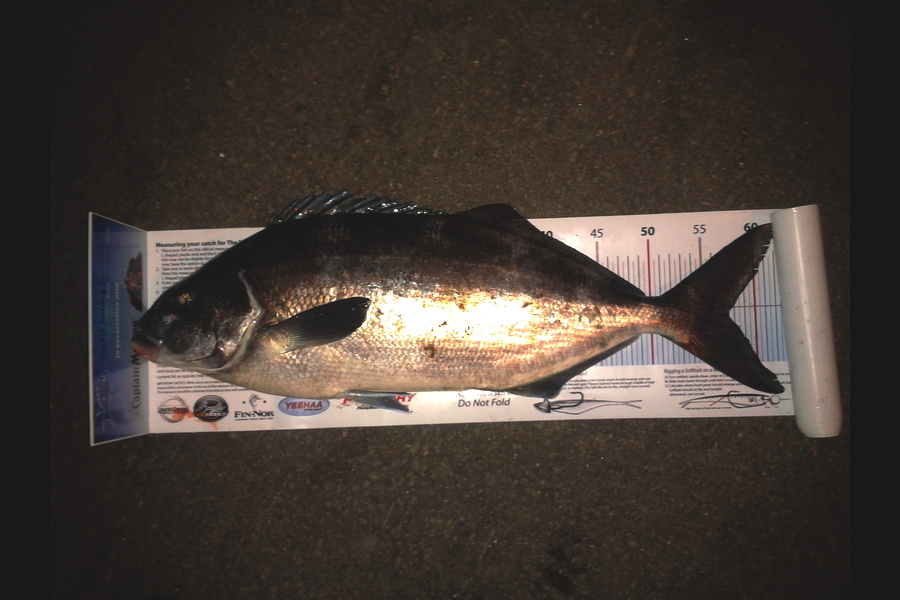 Mike  Johnston caught this 57.5cm Blue Moki at Wellington during The Export NZ Fishing Competition