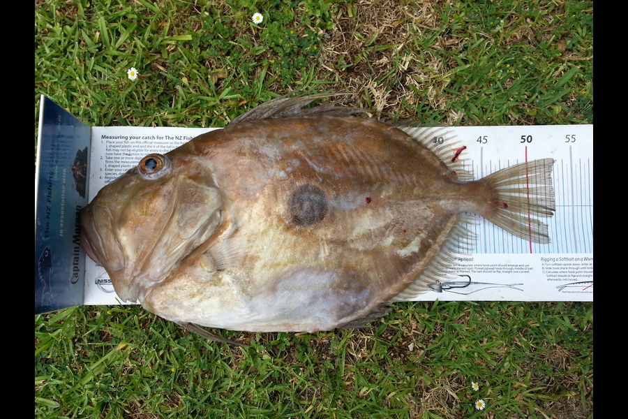 Simon Borich caught this 53.0cm John Dory at Tiri during The Export NZ Fishing Competition