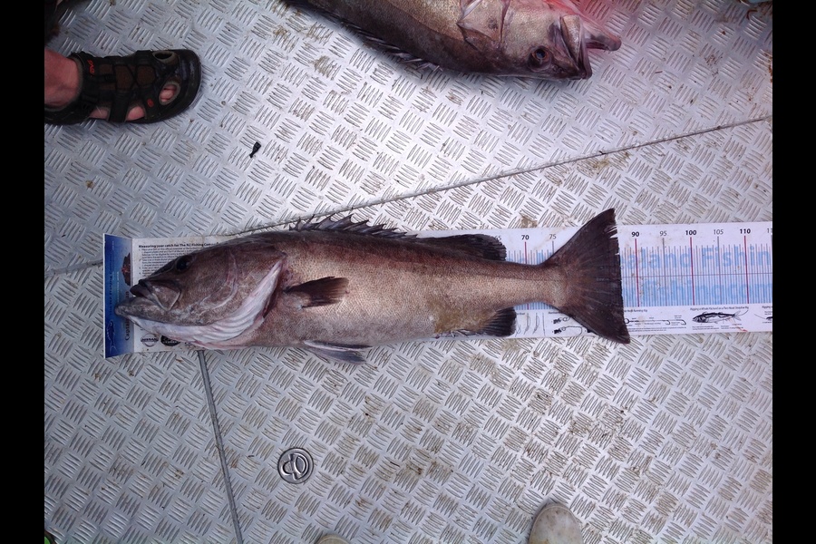 Matt Duggan caught this 87.0cm Hapuku/Bass at Cook strait during The Export NZ Fishing Competition
