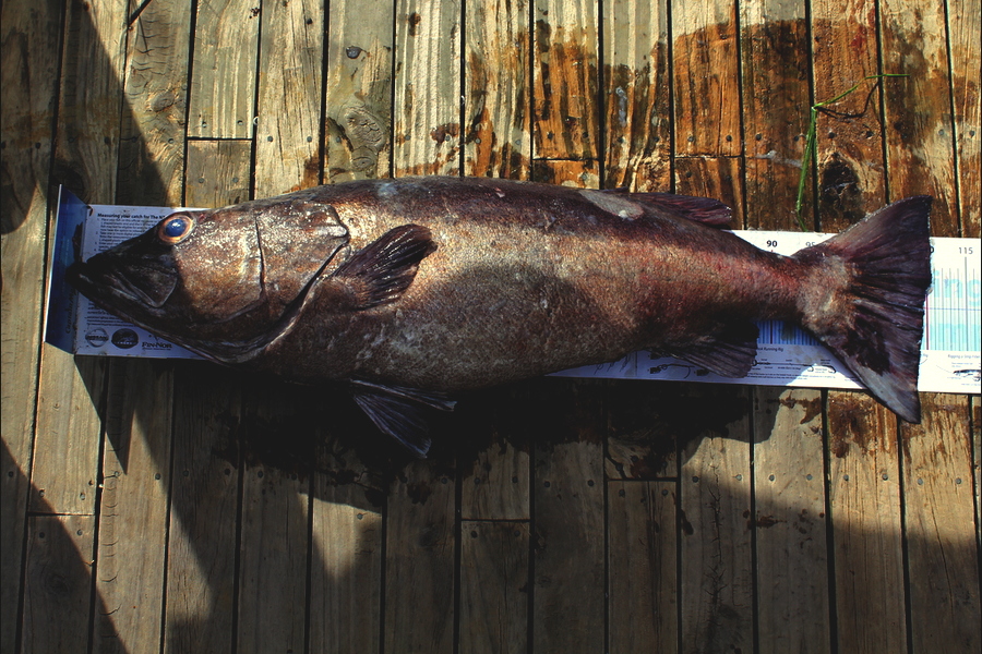 Dave Smith caught this 109.5cm Hapuku/Bass at North Cape during The Export NZ Fishing Competition