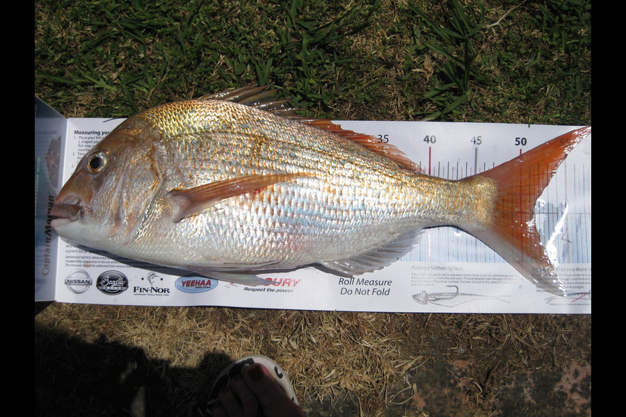 Cameron  McLean caught this 51.0cm Snapper at Kaipara Harbour during The Export NZ Fishing Competition