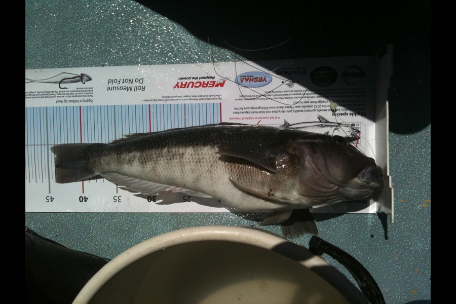 Craig Tweedie caught this 44.0cm Blue Cod at Wellington during The Export NZ Fishing Competition