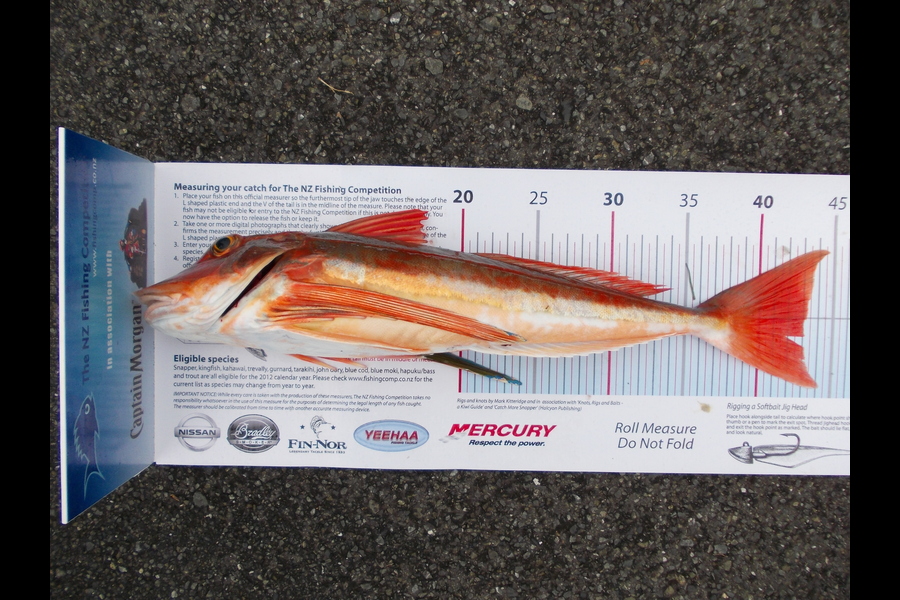 Steve Backhurst caught this 43.0cm Gurnard at Kapiti Coast during The Export NZ Fishing Competition