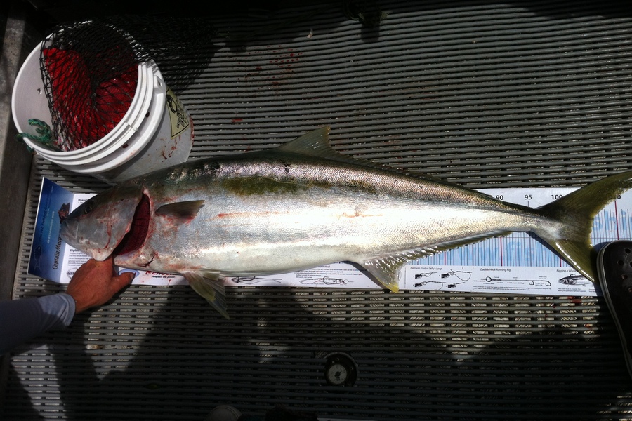 Brent Wall caught this 105.0cm Kingfish at Cape Karikari during The Export NZ Fishing Competition