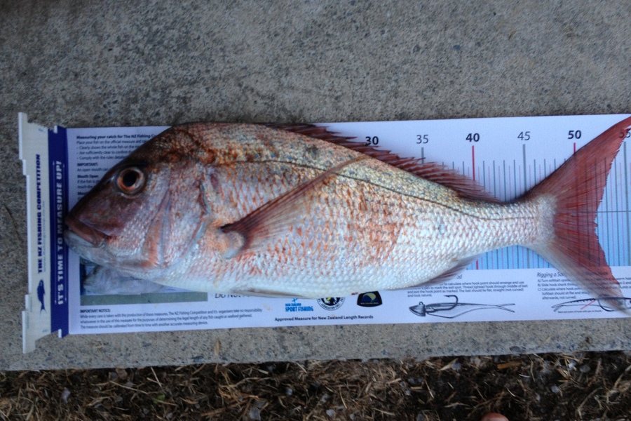 Humphrey Beeson caught this 52.0cm Snapper at Gt Barrier during The Export NZ Fishing Competition