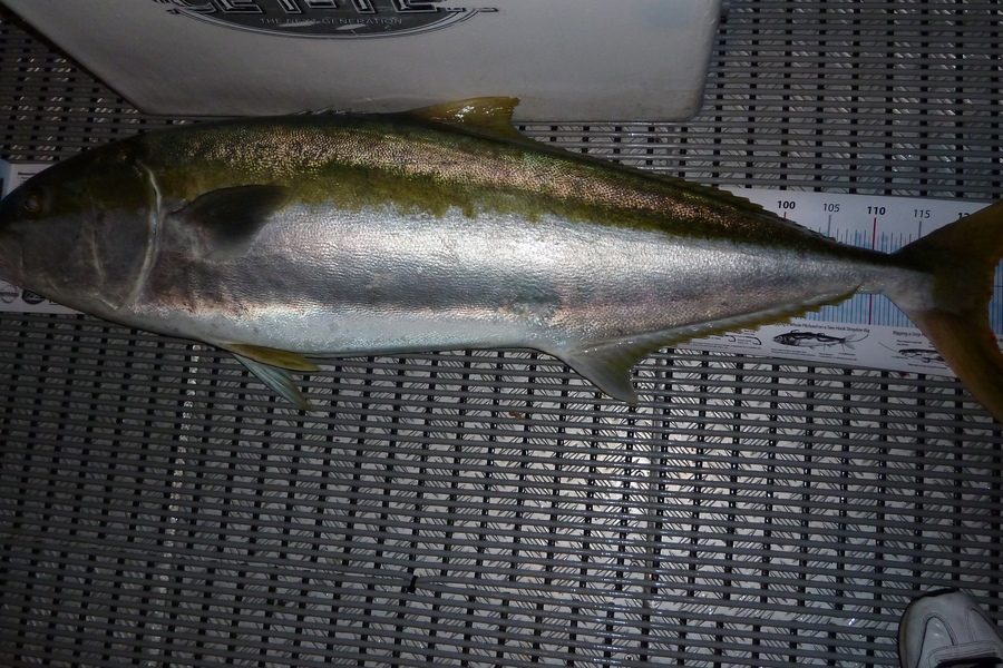 Jason Manson caught this 122.5cm Kingfish at Marlborough Sounds during The Export NZ Fishing Competition