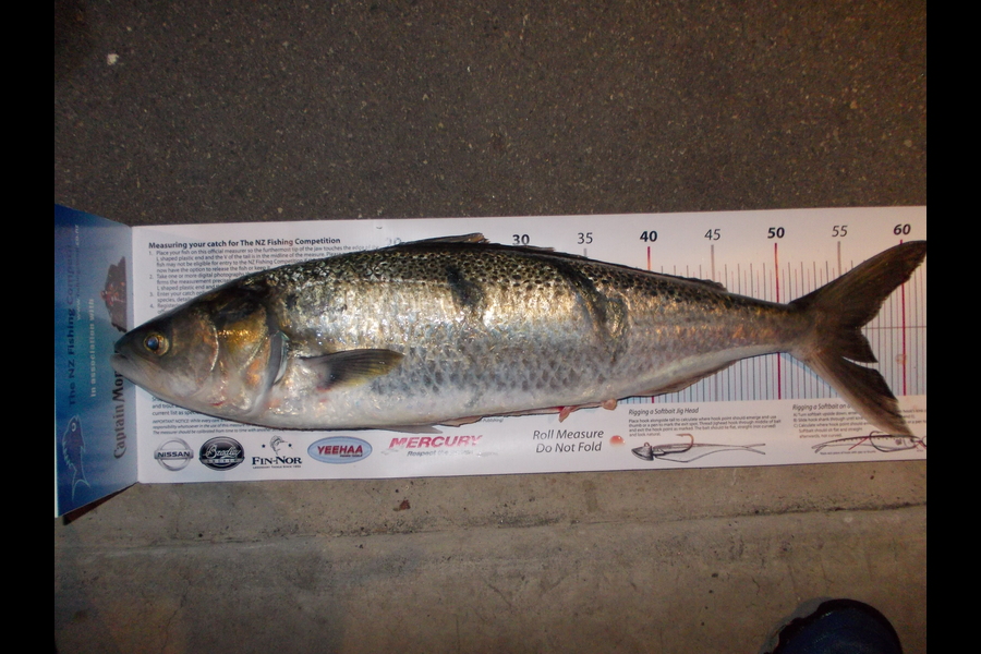 Steve Backhurst caught this 56.5cm Kahawai at Kapiti Coast during The Export NZ Fishing Competition