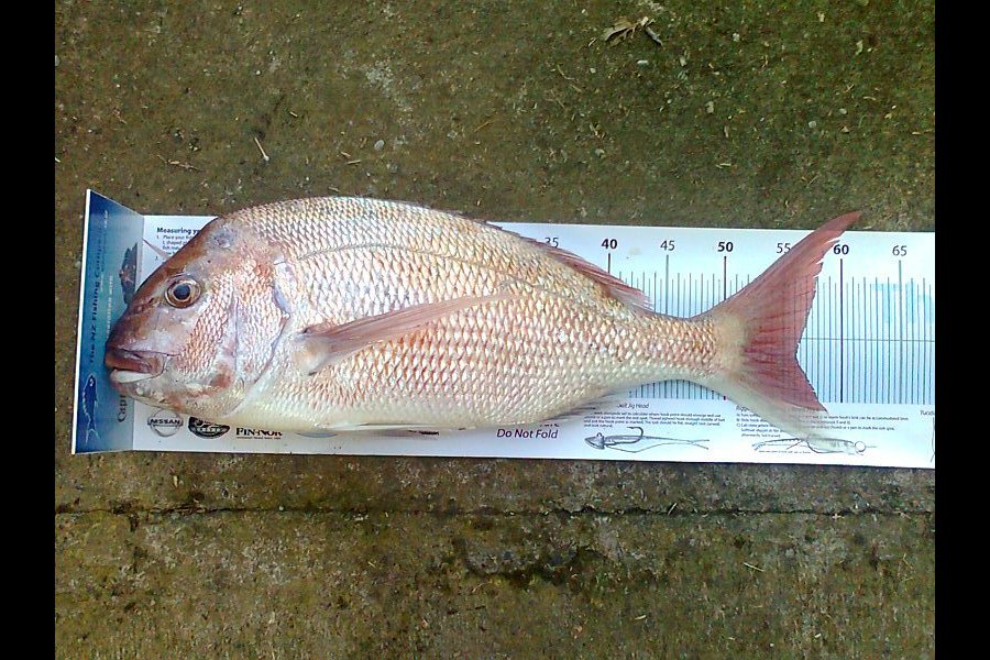 Aaron Reade caught this 56.0cm Snapper at Tangimoana during The Export NZ Fishing Competition