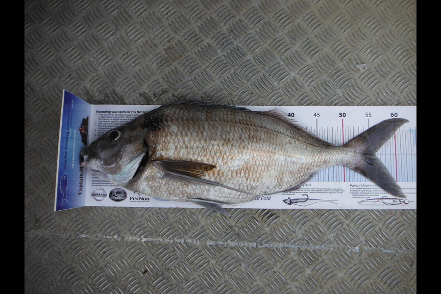 Peter McLeod caught this 56.0cm Tarakihi at Ngawi during The Export NZ Fishing Competition