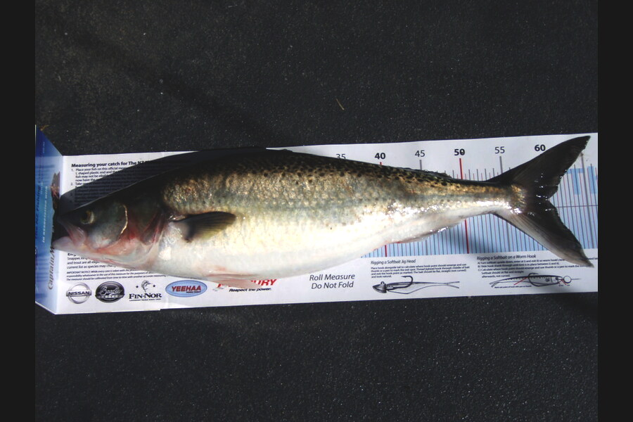 Mike Hardie caught this 60.5cm Kahawai at white cliffs hawkes bay during The Export NZ Fishing Competition