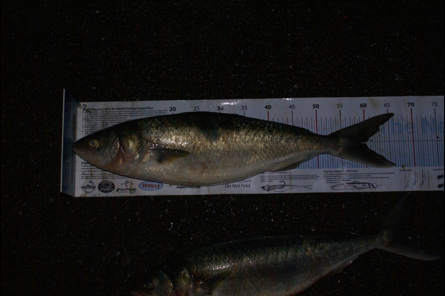 Sue Tindale caught this 60.0cm Kahawai at manukau during The Export NZ Fishing Competition