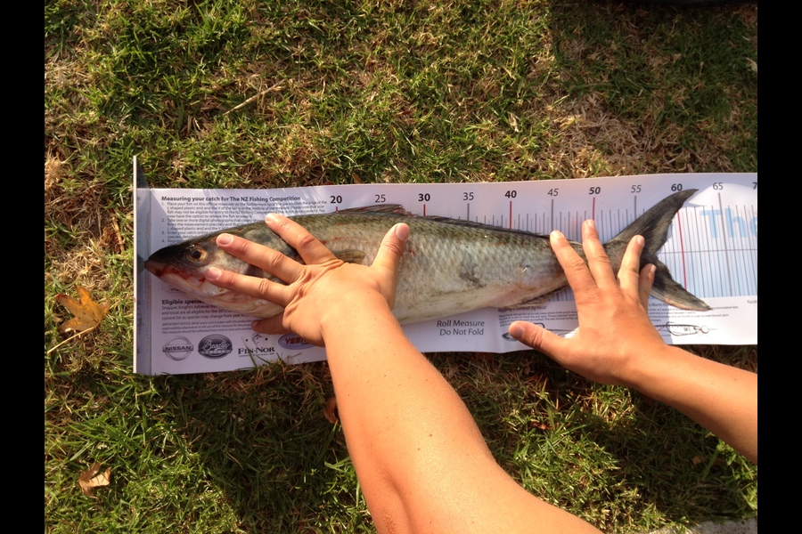 Mark Kaneko caught this 57.0cm Kahawai at Rakino Channel during The Export NZ Fishing Competition