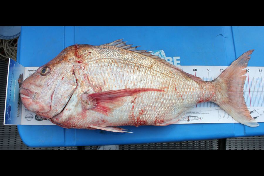 Gavin Williams caught this 77.5cm Snapper at Kenepuru Sound during The Export NZ Fishing Competition