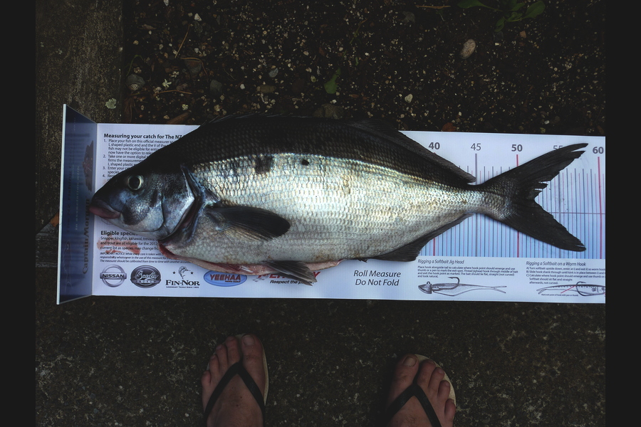 Mike  Johnston caught this 52.0cm Blue Moki at Kapiti Coast during The Export NZ Fishing Competition