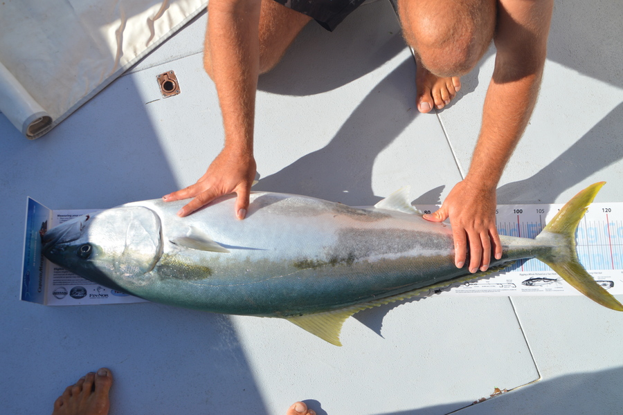 Tom Hatfull caught this 112.0cm Kingfish at Ruahine Shoal during The Export NZ Fishing Competition