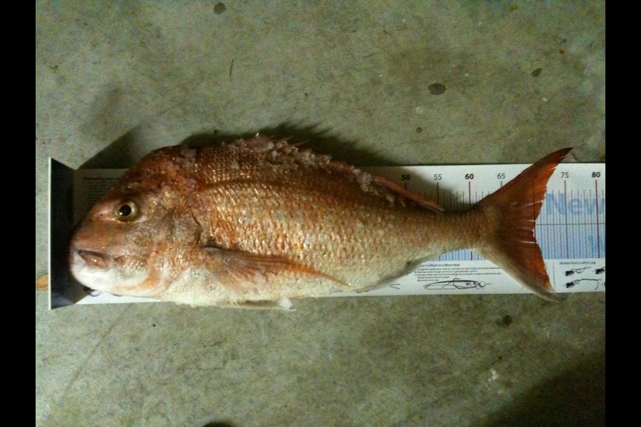 marco capozzella caught this 69.5cm Snapper at Tiri Channel during The Export NZ Fishing Competition