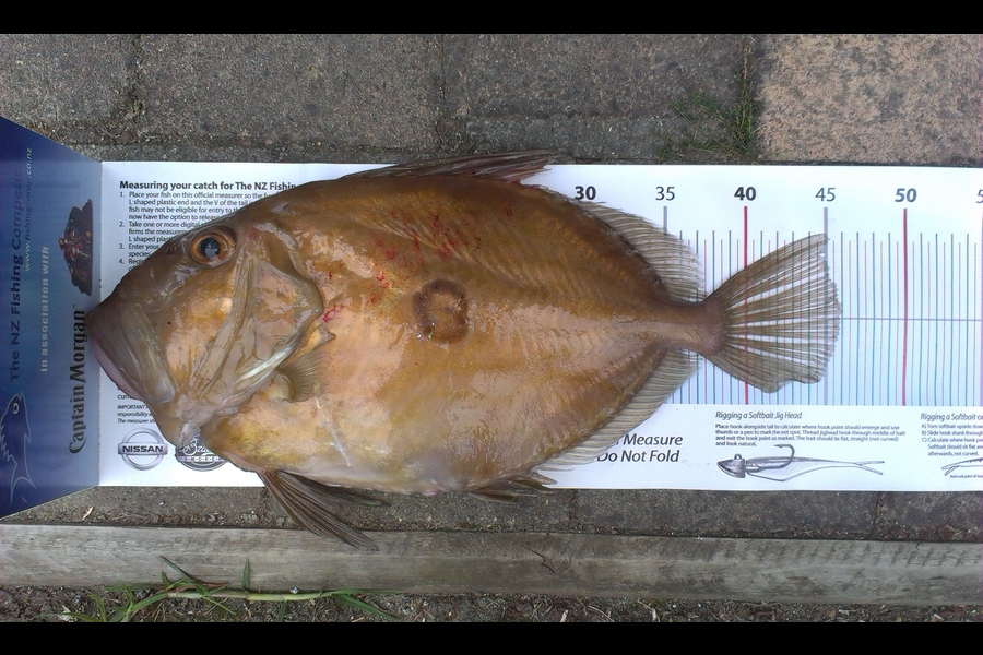 Rob Flannery caught this 45.5cm John Dory at Kawhia Harbour during The Export NZ Fishing Competition