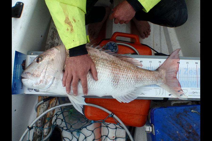 Geoff Preston caught this 79.0cm Snapper at Mokau during The Export NZ Fishing Competition
