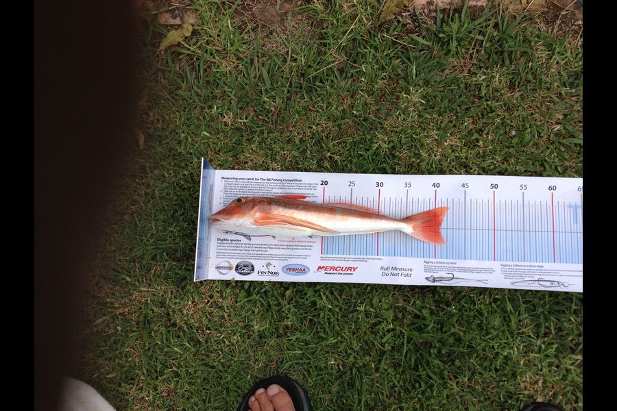 Richard Carey caught this 40.5cm Gurnard at Tapora Worm Bed during The Export NZ Fishing Competition