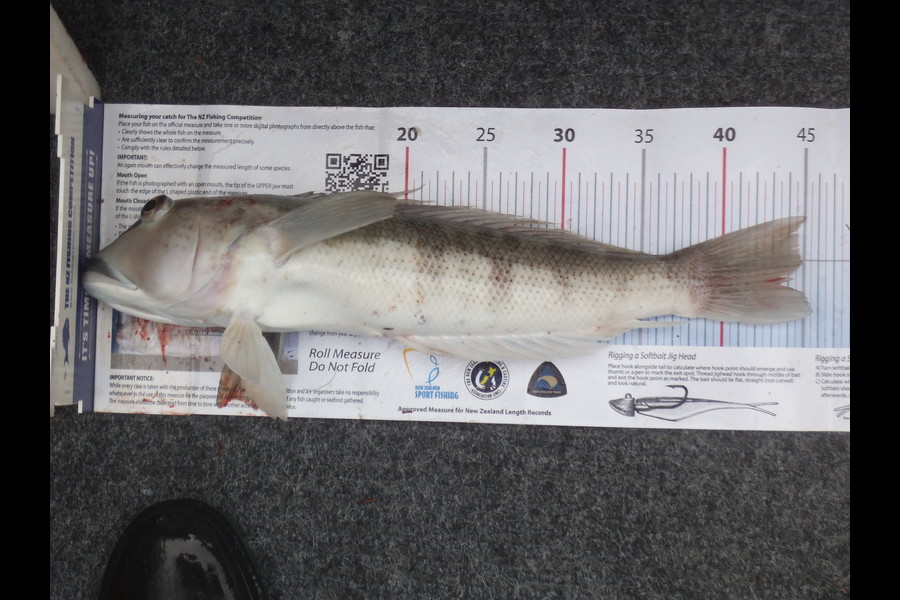 Daniel Primmer caught this 44.5cm Blue Cod at separation point during The Export NZ Fishing Competition