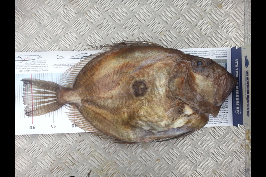 Rod Powell caught this 52.0cm John Dory at Mana Wellington during The Export NZ Fishing Competition