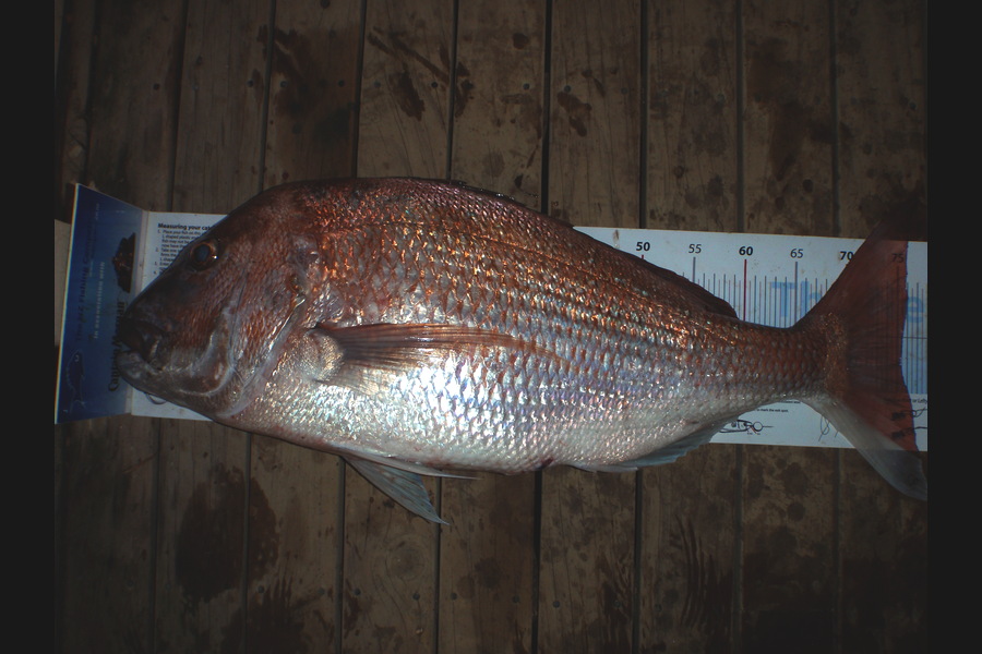 Mick Preston caught this 75.0cm Snapper at Mokau during The Export NZ Fishing Competition