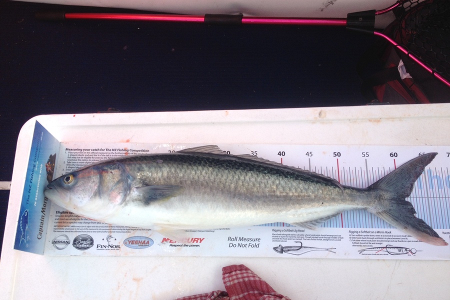Shane Swinehart caught this 60.0cm Kahawai at COROMANDEL during The Export NZ Fishing Competition