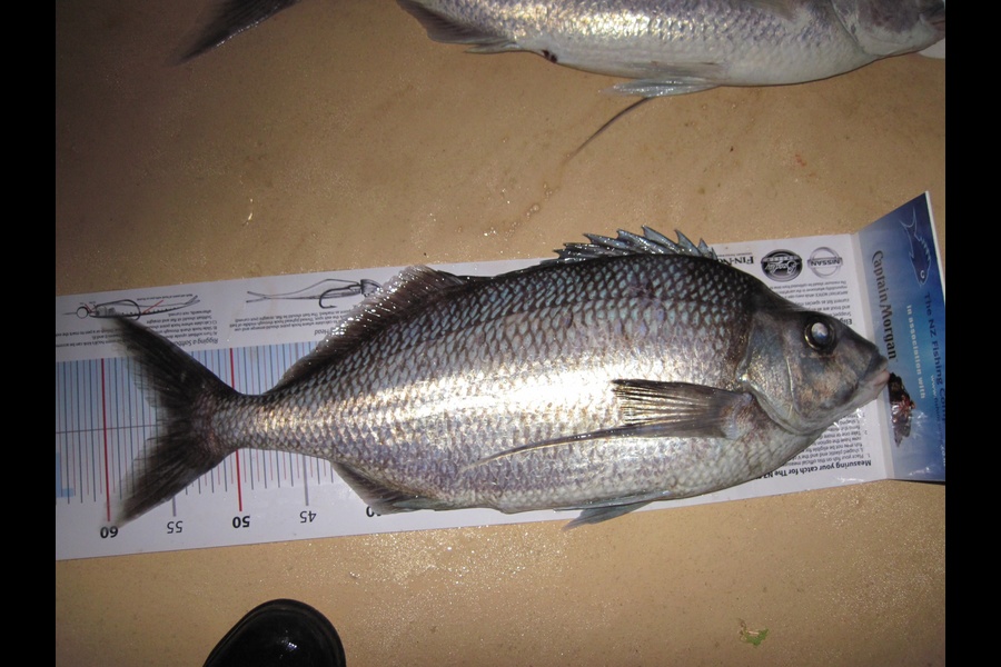 Wayne Downer caught this 56.0cm King Tarakihi at King bank during The Export NZ Fishing Competition