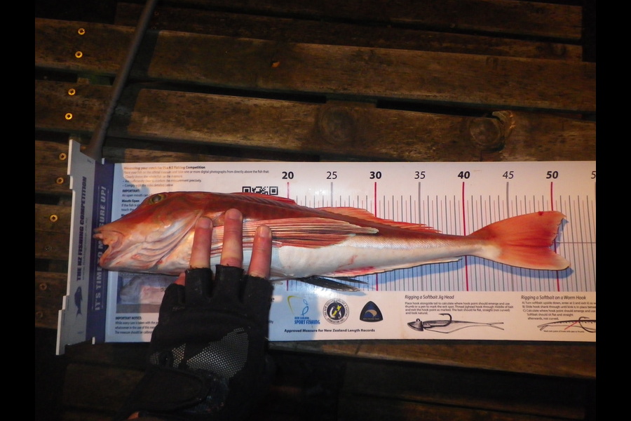 Jeremy Arnold caught this 49.0cm Gurnard at Bluff during The Export NZ Fishing Competition
