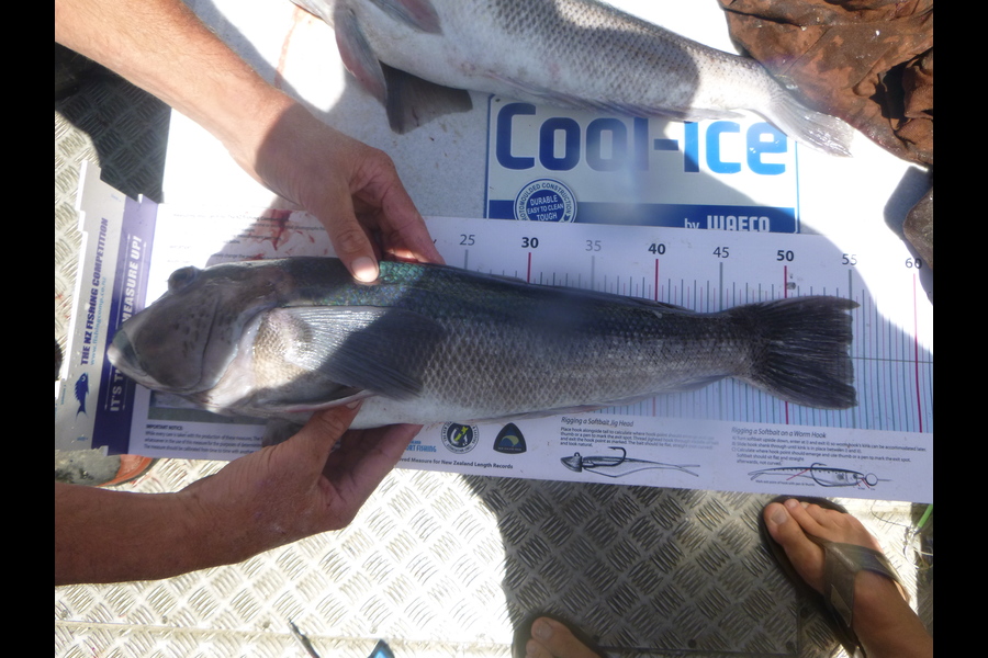 reuben weber caught this 55.0cm Blue Cod at ngawi during The Export NZ Fishing Competition