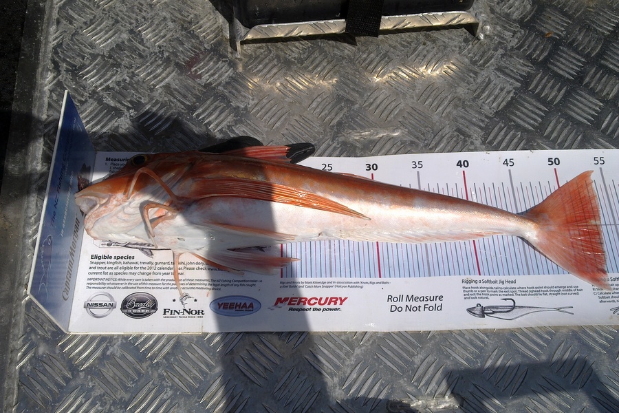 Richard Davies caught this 53.0cm Gurnard at welly west during The Export NZ Fishing Competition