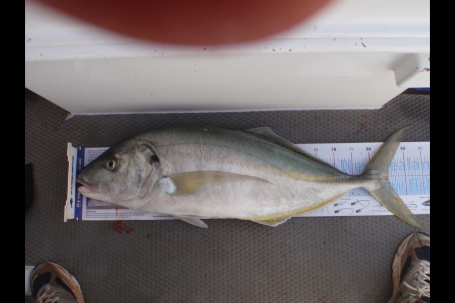 Mick Preston caught this 84.0cm Trevally at Doubtless Bay during The Export NZ Fishing Competition