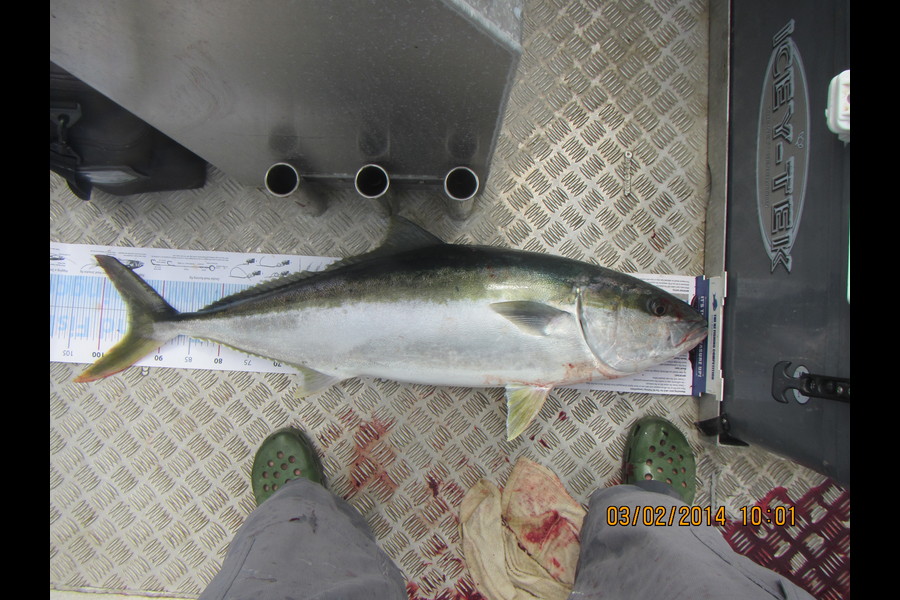Zane Rackham caught this 95.5cm Kingfish at Raus Whk during The Export NZ Fishing Competition