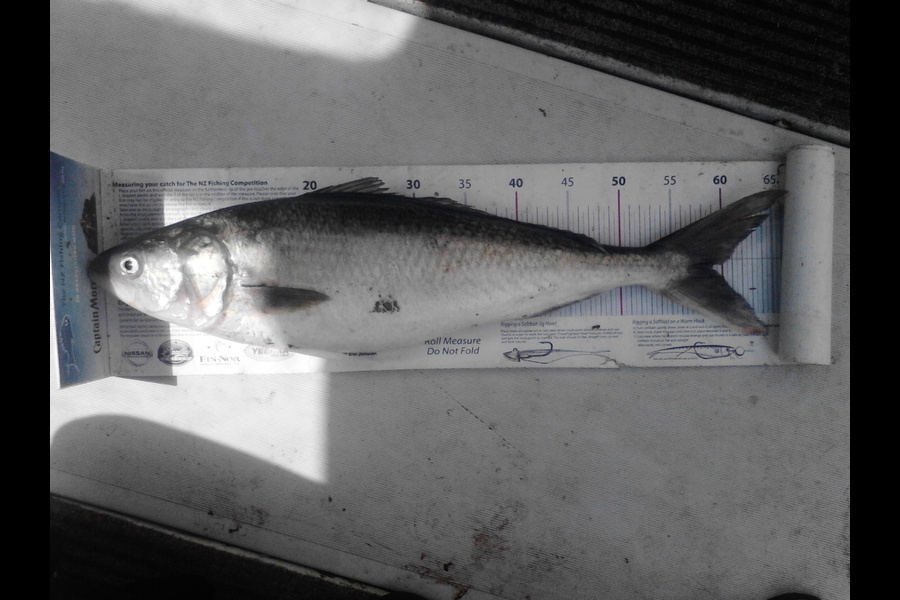 Gavin Henderson caught this 59.0cm Kahawai at kapiti during The Export NZ Fishing Competition