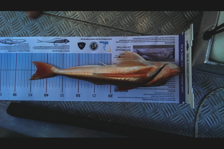 zebbi king-turner caught this 43.0cm Gurnard at okiwi bay during The Export NZ Fishing Competition