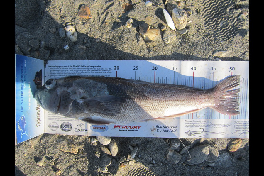 Ollie Gale caught this 52.0cm Blue Cod at haast during The Export NZ Fishing Competition