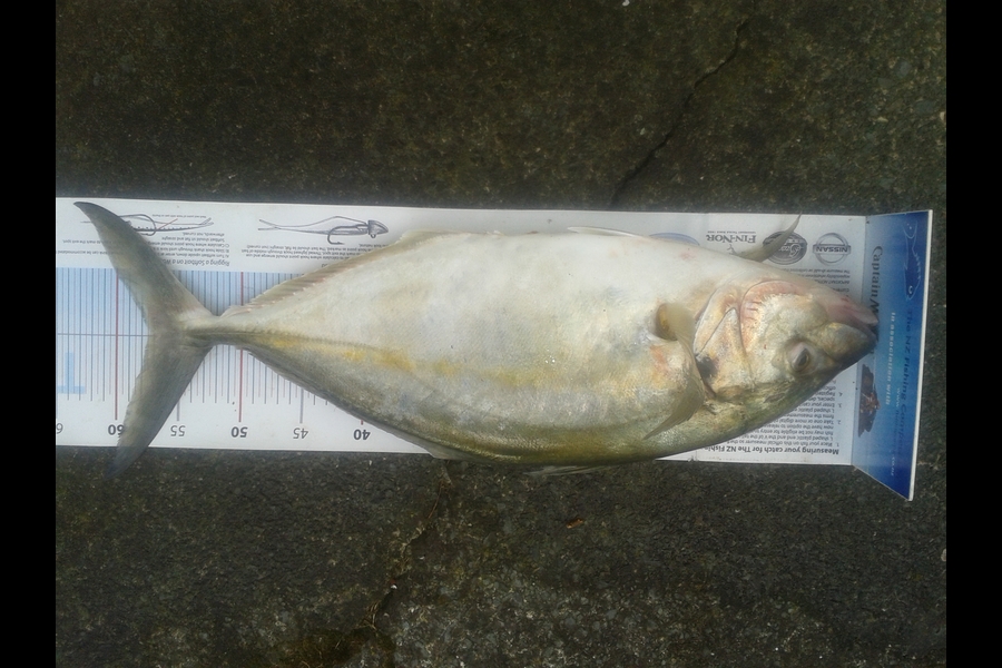 Mark Ashcroft caught this 57.5cm Trevally at ruakaka during The Export NZ Fishing Competition