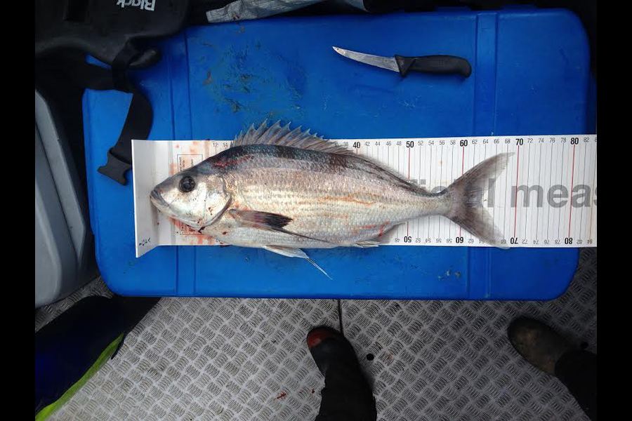 Arron  Sargent caught this 63.0cm King Tarakihi at Eastcape during The Export NZ Fishing Competition