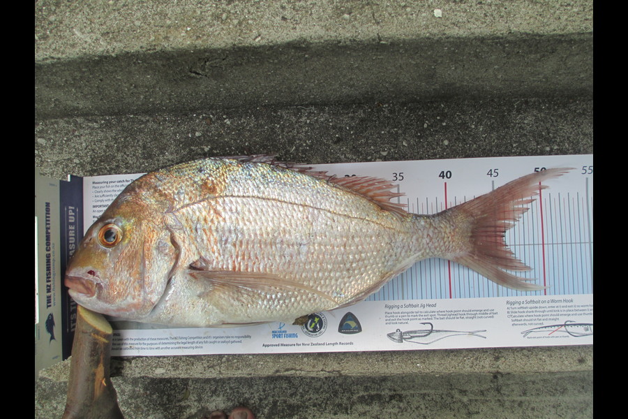 Mefi Lamositele caught this 45.5cm Snapper at Orere Point during The Export NZ Fishing Competition