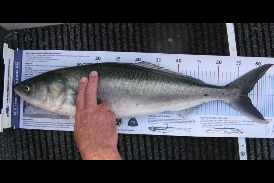 Jim Collins caught this 57.5cm Kahawai at Kapiti during The Export NZ Fishing Competition