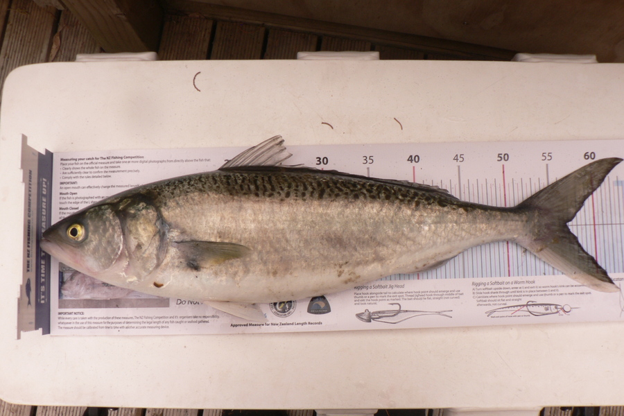 Trevor Frederick caught this 56.5cm Kahawai at Northland during The Export NZ Fishing Competition