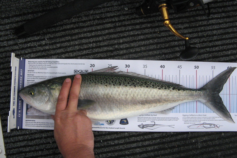 Jim Collins caught this 56.5cm Kahawai at Wellington Harbour during The Export NZ Fishing Competition