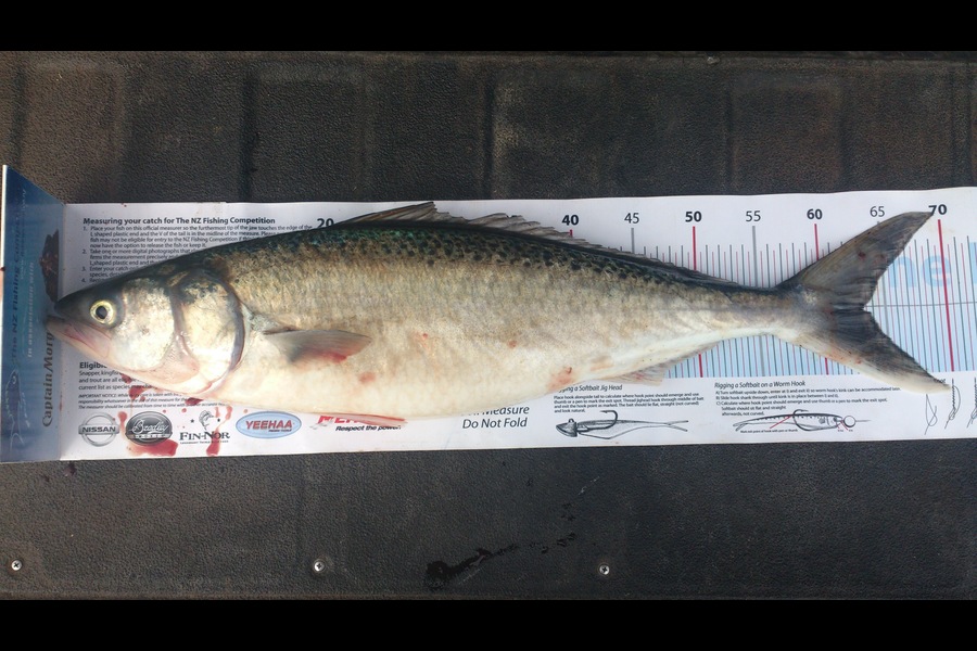Mad Keen Yakker caught this 63.0cm Kahawai at Kapiti during The Export NZ Fishing Competition