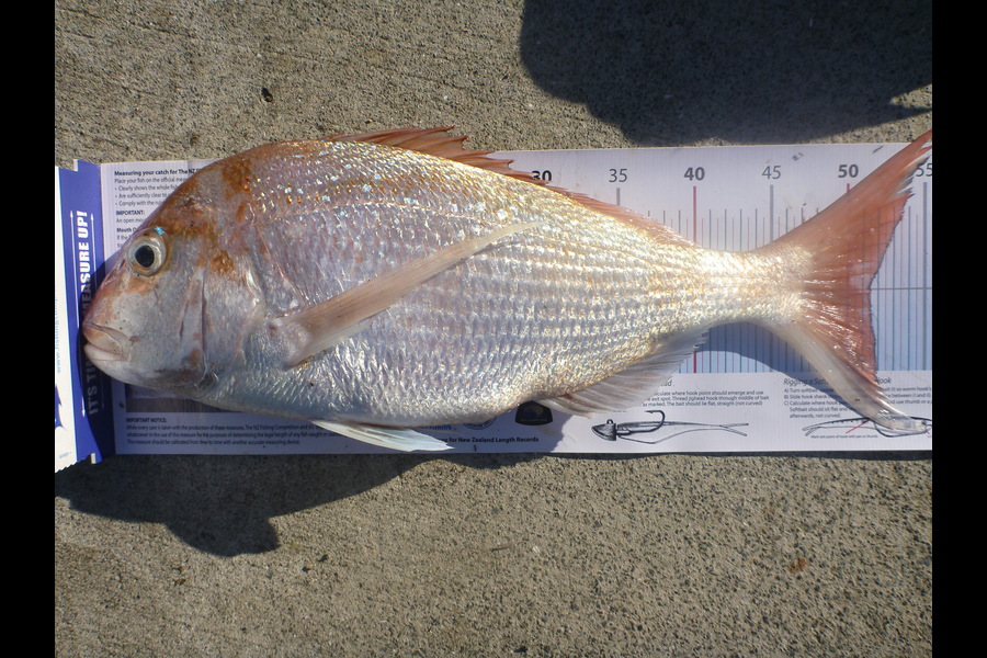 Janet Attwood caught this 51.5cm Snapper at Taiharuru Reef during The Export NZ Fishing Competition