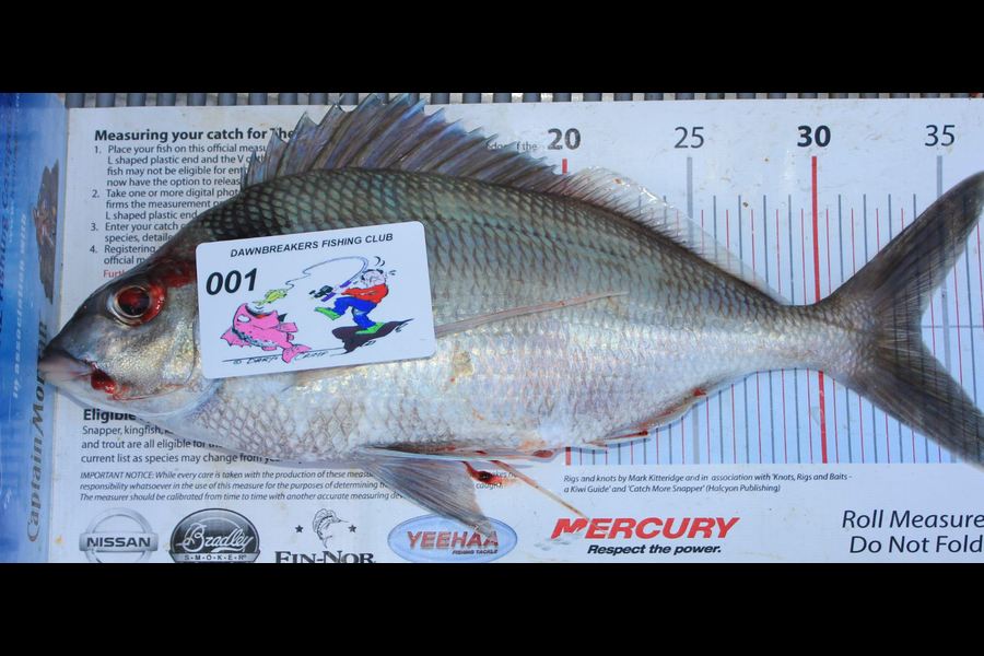 Troy Dando caught this 34.0cm Tarakihi at Durville Island during The Export NZ Fishing Competition