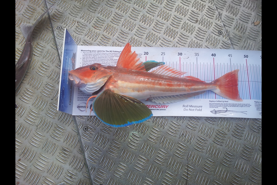 Jon   Mayne caught this 46.5cm Gurnard at Mana during The Export NZ Fishing Competition