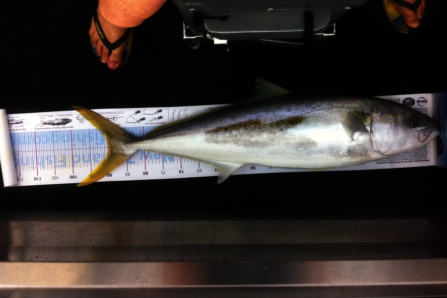 Wayne Downer caught this 90.0cm Kingfish at Motuora during The Export NZ Fishing Competition