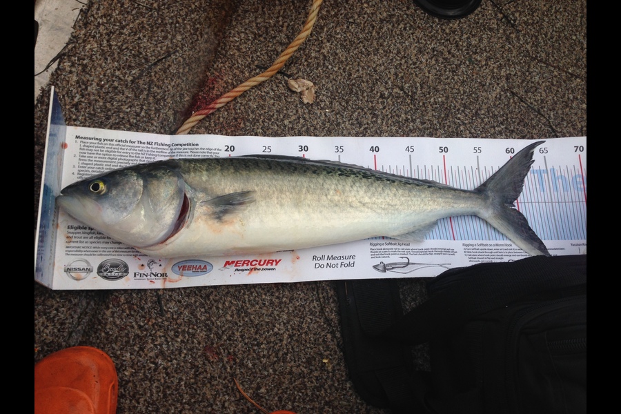 Keith Cochius caught this 59.0cm Kahawai at St Heliers during The Export NZ Fishing Competition
