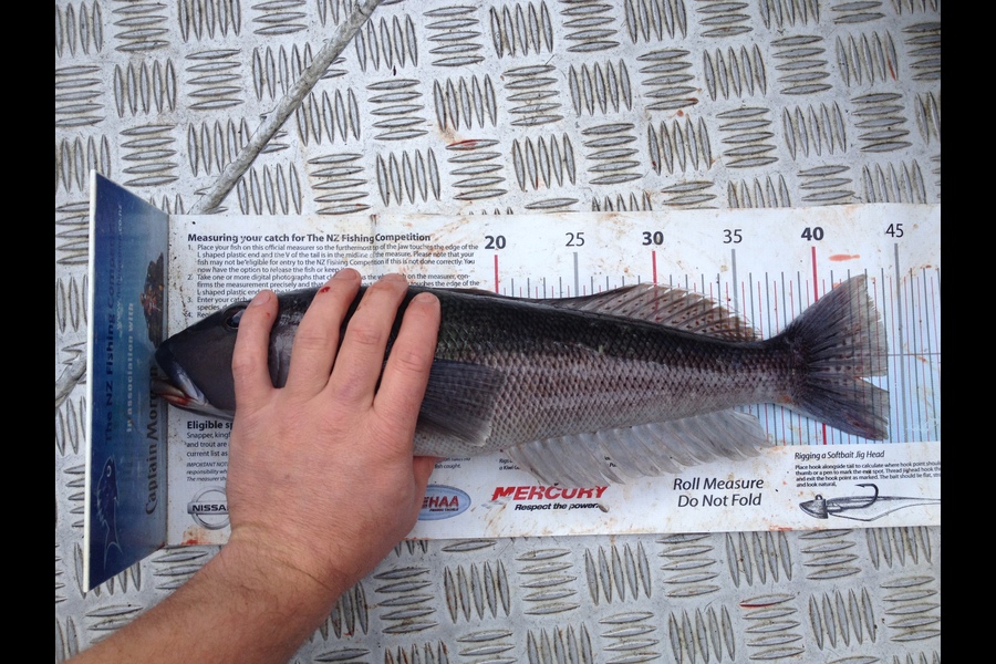 Matt Duggan caught this 44cm Blue Cod at Marlborough during The Export NZ Fishing Competition