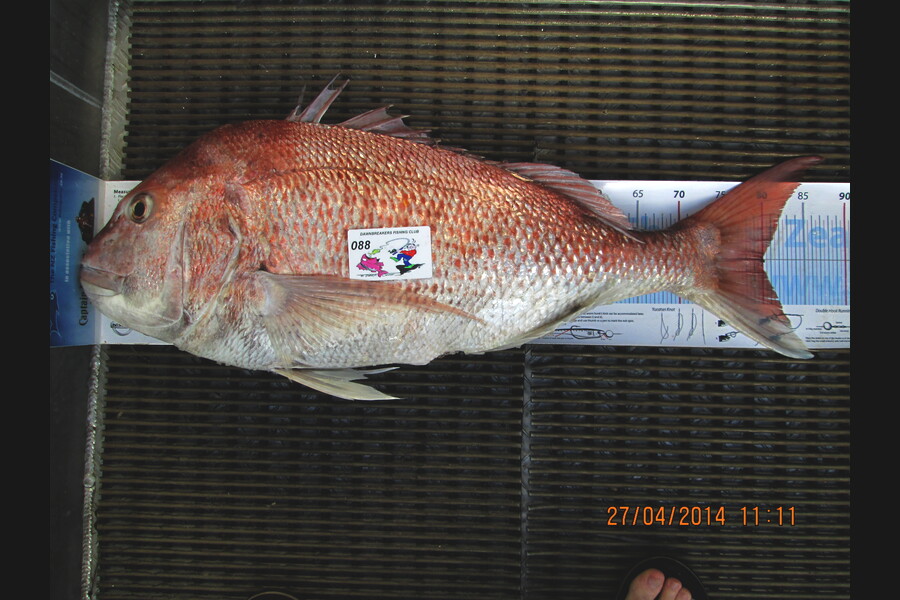 Brian Fensom caught this 80.0cm Snapper at Pelorus Sounds during The Export NZ Fishing Competition